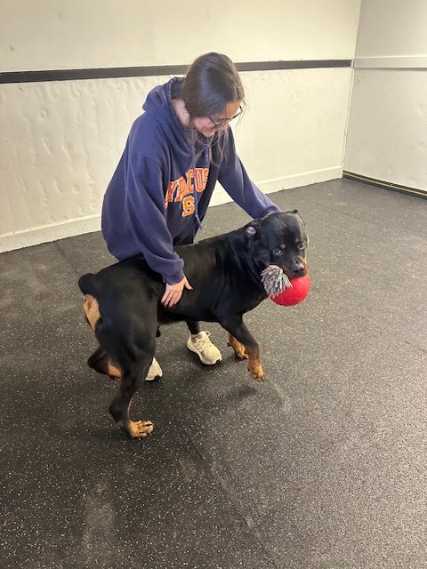 Dog boarding accommodation