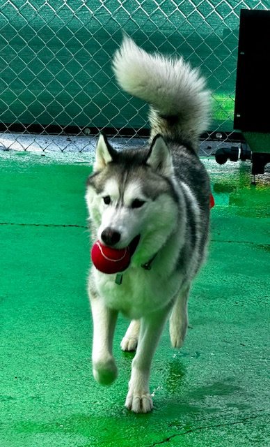 Dogs playing at The K9 Inn