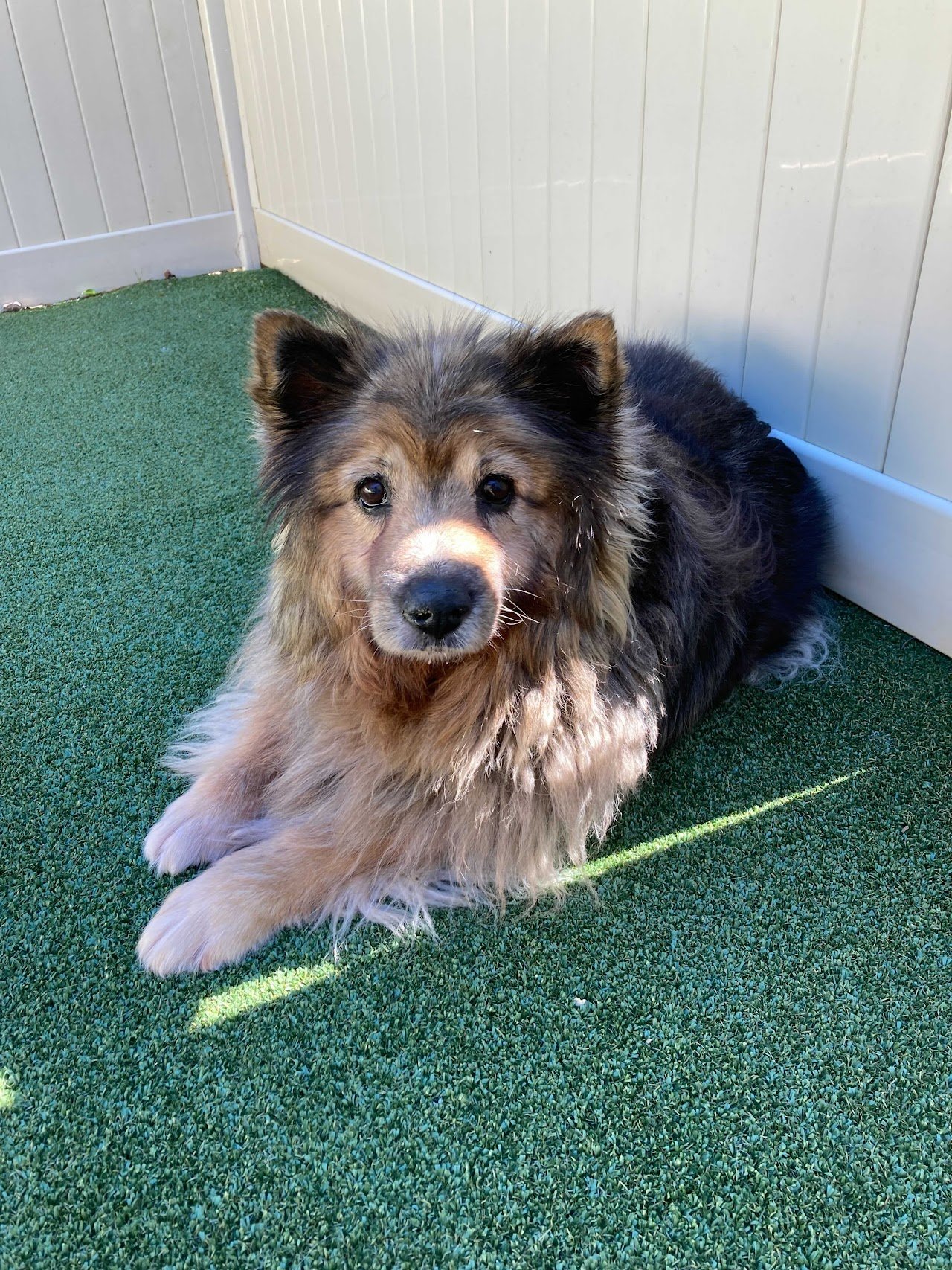Dogs enjoying outdoor time